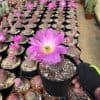Echinocereus Rigidissimus---Rainbow Cactus