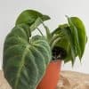 Syngonium Chiapense Frosted Heart / US Seller / Ning's Creations / Free Shipping