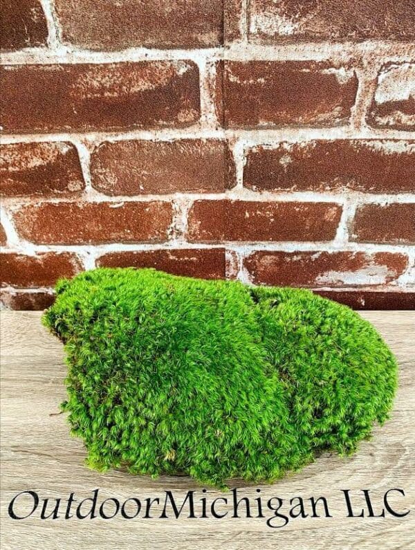 Mood Moss in small pot