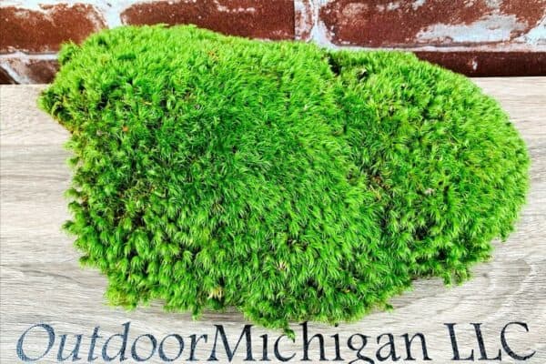 Mood Moss in small pot