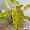 Large Philodendron Painted Lady/A (FREE SHIPPING !!)