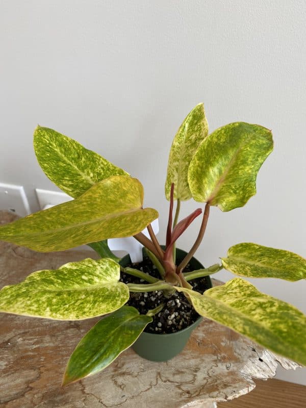 Large Philodendron Painted Lady/A (FREE SHIPPING !!), Plantly