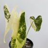 Philodendron Burle Marx Variegated / US seller (FREE SHIPPING !!)