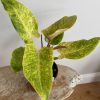 Philodendron Painted Lady/B (FREE SHIPPING !!)
