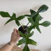Philodendron Florida US seller (FREE SHIPPING !!)