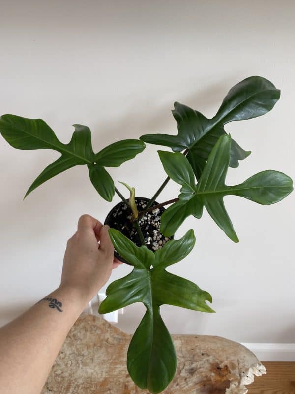 Philodendron Florida US seller (FREE SHIPPING !!), Plantly