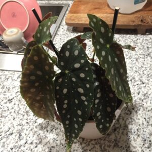 Easter Cactus Plant Care, Plantly