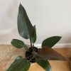 Philodendron Black Majesty / US Grower ( FREE SHIPPING!!)