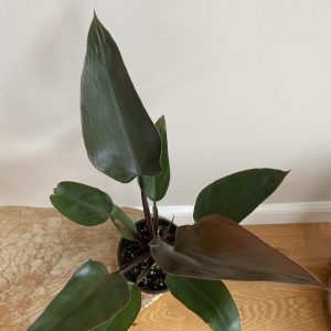 Philodendron Ring of Fire Plant Care, Plantly