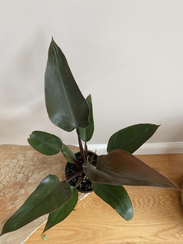 Philodendron Black Majesty / US Grower ( FREE SHIPPING!!), Plantly