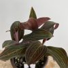 Jewel orchid/ Ludisia Discolor / US Seller / Ning's Creations / Free Shipping