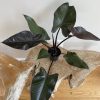 Large Philodendron Black Majesty / US Grower ( FREE SHIPPING!!)