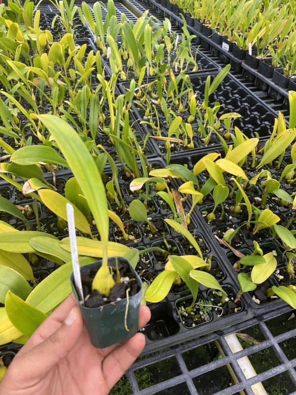 Rare Bulbophyllum Frank Smith Comes in 2&#8243; Pot, Plantly