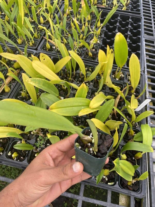 Bulbophyllum Auratum Plant ‘Other World’ Blooming size Plants From Hawai, Plantly