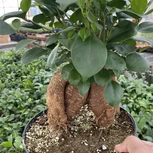 SUPER RARE Live Bare Root Plant VARIEGATED FIG Organic NOT SEEDS for collectors 