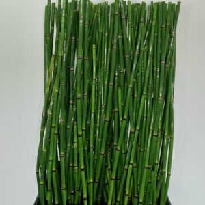 Standard Horsetail Reeds Example Photo