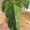 Large Philodendron Jose Buono / US Seller / Ning's Creations / Free Shipping