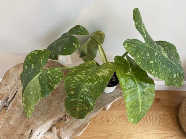 Large Philodendron Jose Buono / US Seller / Ning’s Creations / Free Shipping