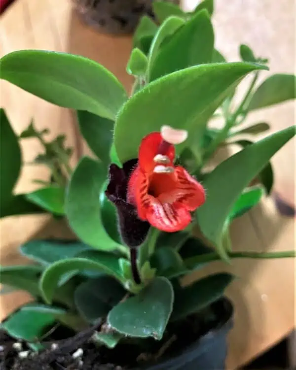 Aeschynanthus — Lipstick Plant