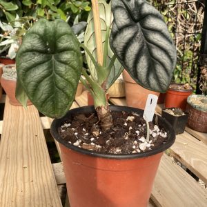 Alocasia Frydek &#8211; Ultimate Care Guide for Beginners, Plantly