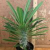 Madagascar Palm -- Pachypodium lameiei