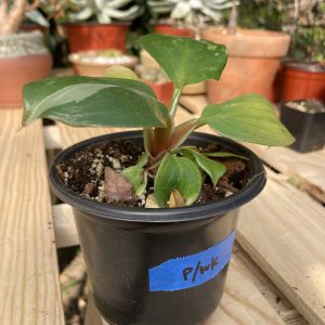 Philodendron Cordatum Plant Care, Plantly