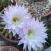 Echinopsis eyriesii- cactus