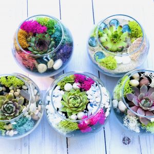 Mini Succulent Terrarium kit