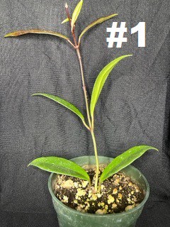 Hoya pubicalyx, Plantly