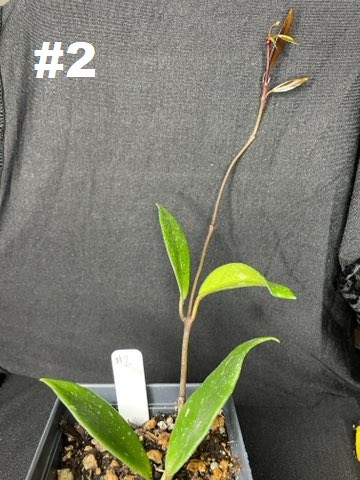 Hoya pubicalyx, Plantly