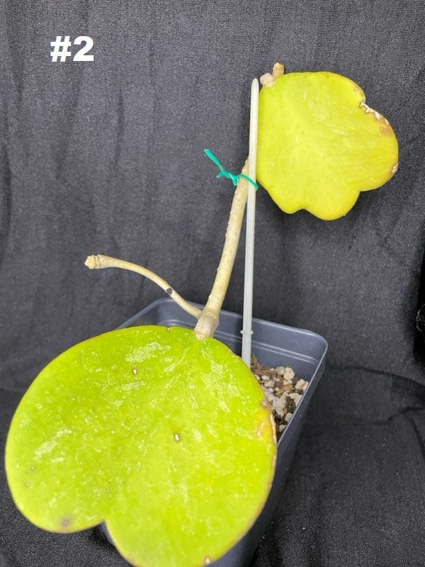 Hoya kerrii, Plantly