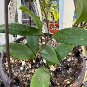 Hoya House plant- Hoya pubicalyx indoors outdoors