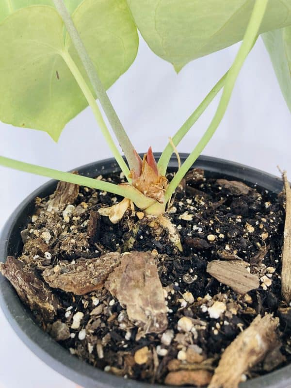 Anthurium Clarinervium, Plantly