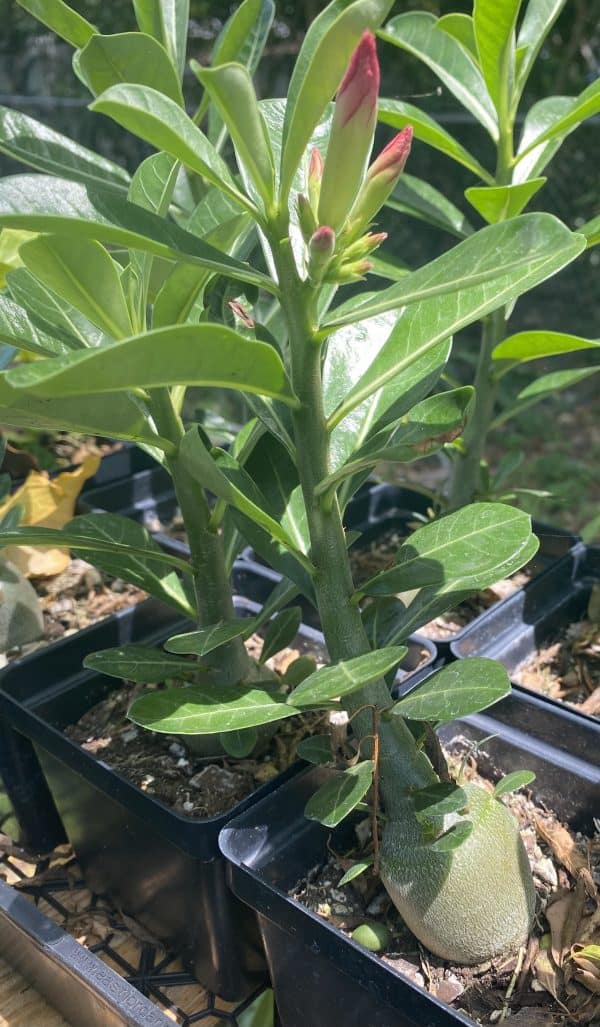 Desert Rose &#8211; Adenium Obesum &#8211; 4&#8243; pot live plant, Plantly