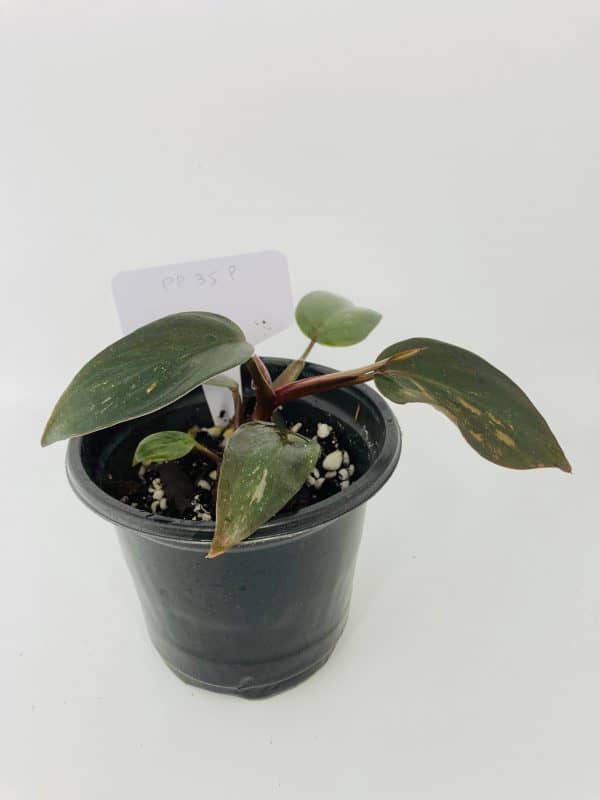 philodendron erubescens chocolate, Plantly