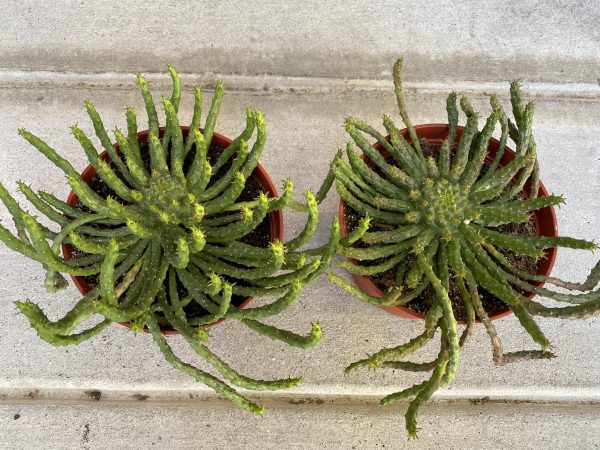 Cactus Plant. Large Medusa&#8217;s Head., Plantly