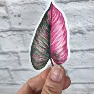 Pink Princess Philodendron Leaf Vinyl Sticker - watercolor, 3 x 2 inches