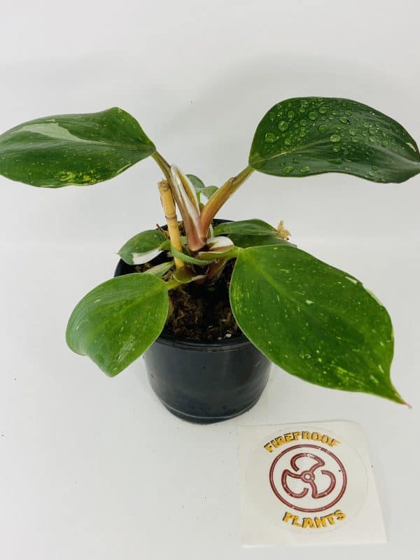 Philodendron cv. White Knight, Plantly