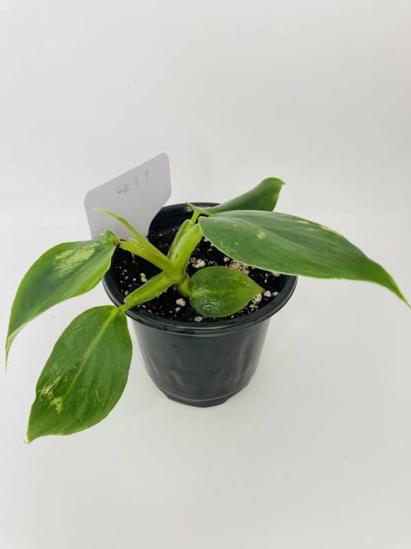 Philodendron cv. White Wizard, Plantly