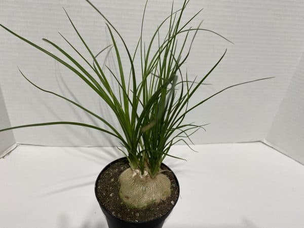 Large Succulent Plant Ponytail Palm or Beaucarnea Recurvata., Plantly