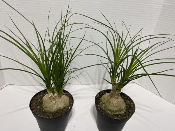 Large Succulent Plant Ponytail Palm or Beaucarnea Recurvata., Plantly