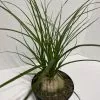 Large Succulent Plant Ponytail Palm or Beaucarnea Recurvata.