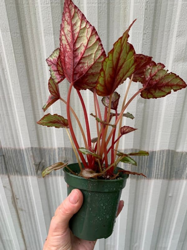 LIVE Begonia Rex &#8216;Red Bull&#8221; in 3&#8243; pot, Plantly
