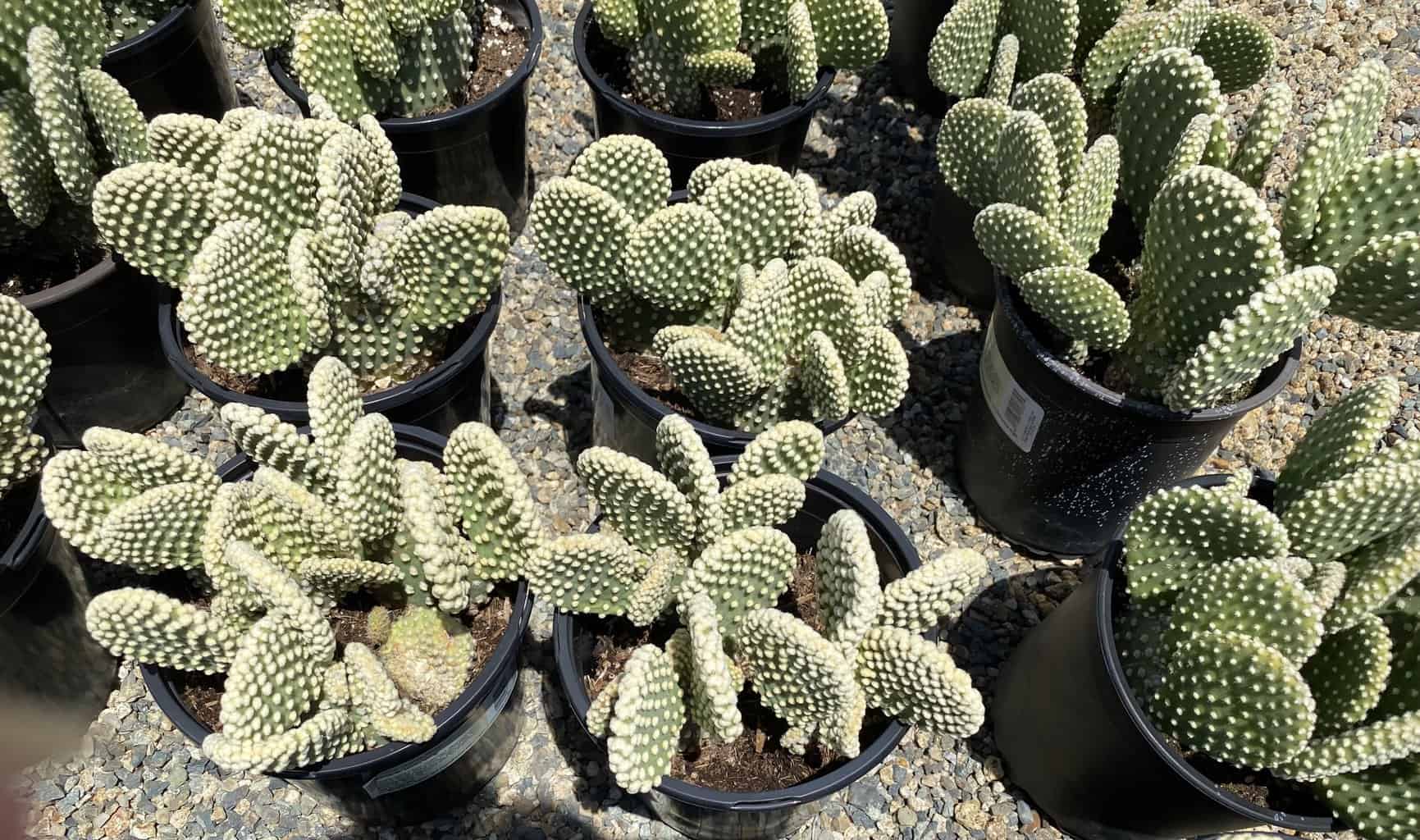 Cactus Plant Mature Opuntia &#8216;Honey Mike&#8217;., Plantly