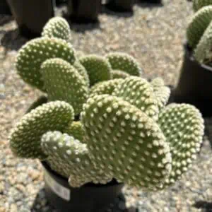 Cactus Plant Mature Opuntia 'Honey Mike'.
