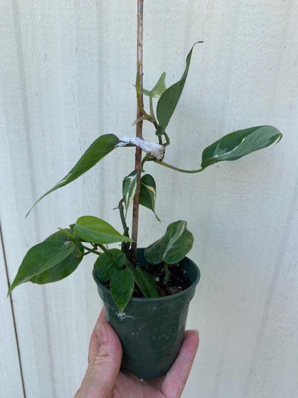 LIVE Philodendron hederaceum &#8216;Rio&#8217; RARE plant in 3&#8243; pot, Plantly