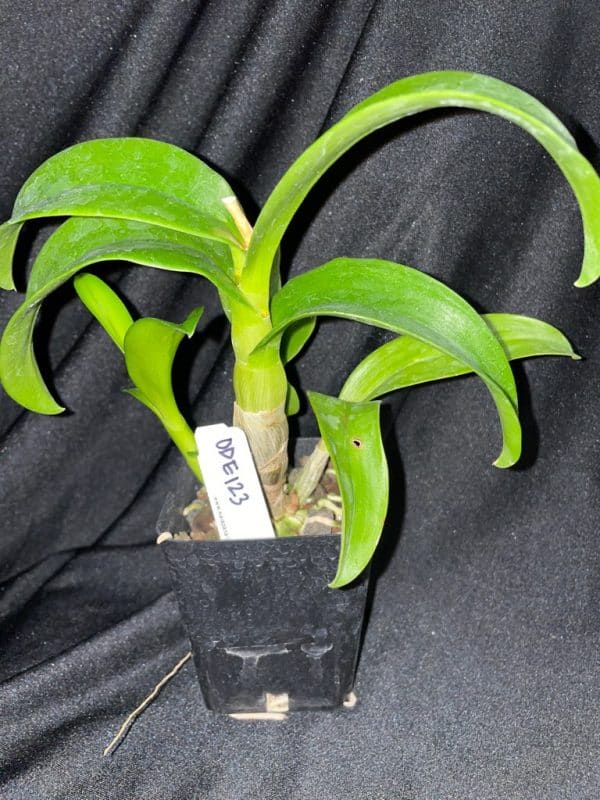 Dendrobium Sakda Gold &#8216;906&#8217; orchid, Plantly