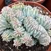 Cactus Plant - Large Myrtillocactus