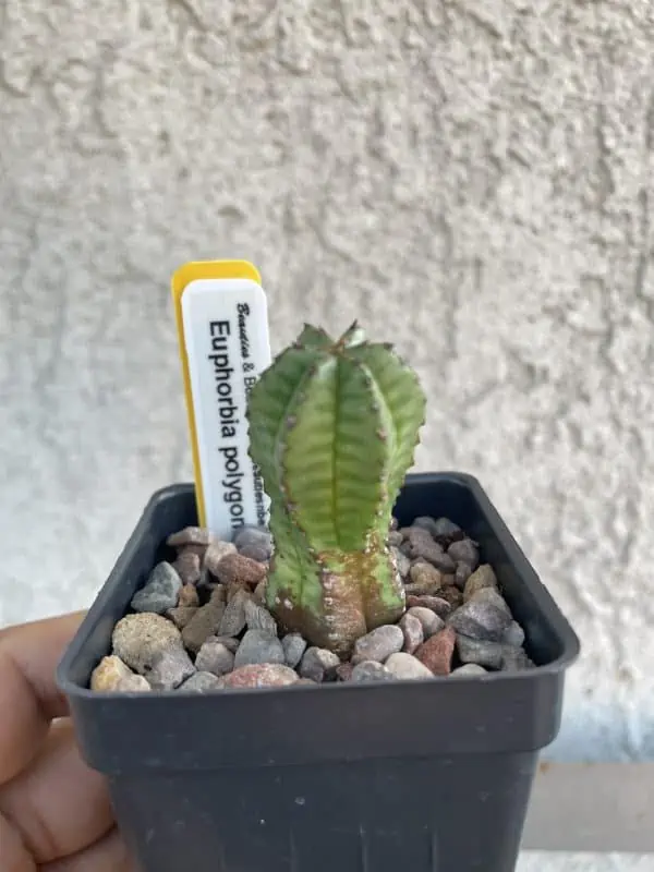 Cactus – Euphorbia polygona var. anoplia milk barrel