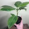 LIVE Ficus Altissima 'Yellow Gem' in 4